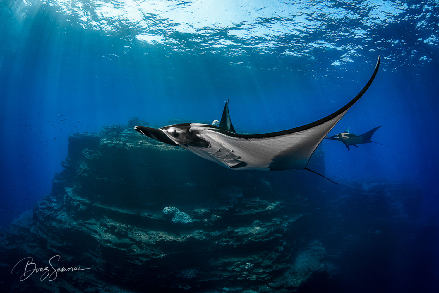 Deux raies manta au-dessus d’un récif